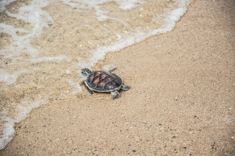 Ползут 3 черепахи. Черепаха на пляже. Морская черепаха на песке. Черепашка на пляже. Маленькие Черепашки на песке.