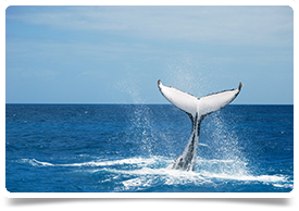 QLD%20-%20Southern%20Humpback%20Whale%20at%20Platypus%20Bay%20-%20Andrew%20Fisher.png?created=15-05-13-10-09-26