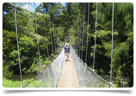 South Island Orthopaedics South Island Orthopaedics